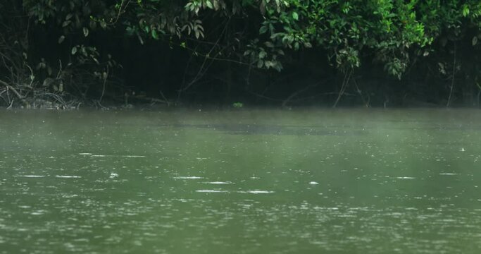 Attractive shot when the rain dropping in Amazon forest.