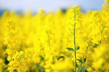 Obraz premium Agricultural field with rapeseed plants., rape blossoms in the field, close up, selective focus, mustard plants, brassica napus, sheet of cole flowers.