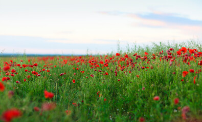 Red poppies field