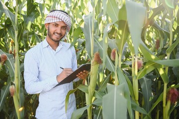 Indian agronomist at agriculture corn field.