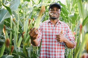 African American Farmer or Agronomist inspects the corn crop. The concept of agriculture.