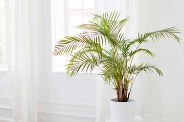 Plexiglas foto achterwand Green plant in light interior © aprilante