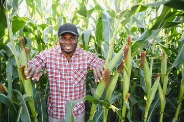 African American Farmer or Agronomist inspects the corn crop. The concept of agriculture.