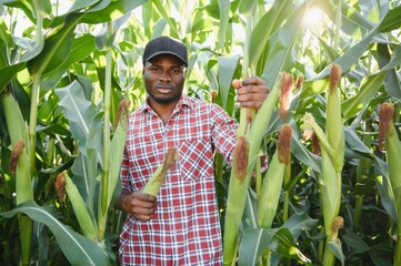 African Farmer stand in the corn plantation field