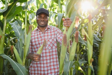 African farmer man holding a fresh corn at organic farm with smile and happy.Agriculture or cultivation concept.