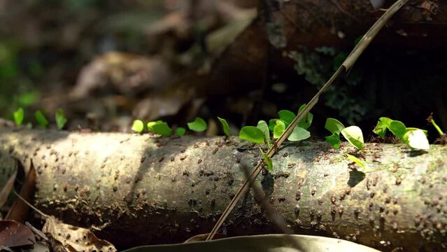 Organized row of ants catching their food toward the ant heap.