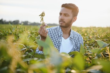 An Indian farmer in a soybean field.