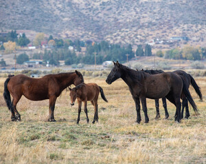 Mustangs in high desert in Nevada, USA (Washoe Lake), featuring a family of bay and black horses - 715006896
