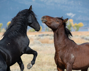 Two mustangs in high desert in Nevada, USA (Washoe Lake), featuring bay color and black color horses interacting and confronting one another - 715007005