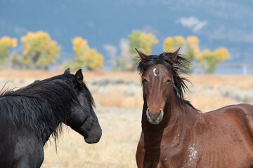 Mustangs in high desert in Nevada, USA (Washoe Lake), featuring bay color and black color horses interacting  - 715007276