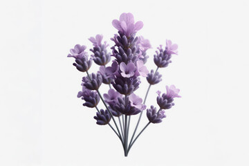 Lavender flower isolated on solid white background. ai generative