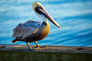 Winter Pelican
