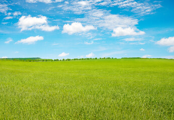 Young wheat stalks in summer field and blue sky. - obrazy, fototapety, plakaty