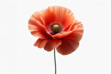 Poppy flower isolated on solid white background. ai generative