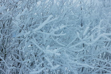 Cold winter background with frost covered branches
