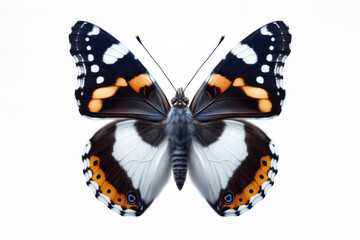White Admiral Butterfly isolated on solid white background. ai generative