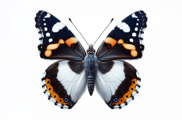 Fototapeta premium White Admiral Butterfly isolated on solid white background. ai generative