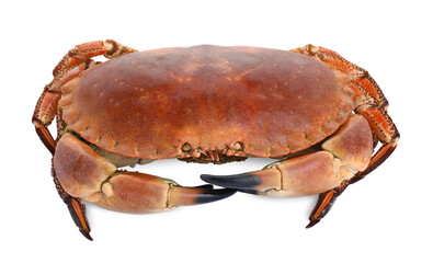One delicious boiled crab isolated on white