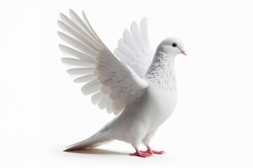 white Pigeon bird isolated on solid white background. ai generative