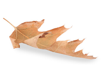 One dry autumn leaf isolated on white
