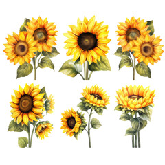 Set of Sunflowers Hand drawn watercolor collection illustration on transparent background, png