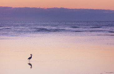 Birds on beach