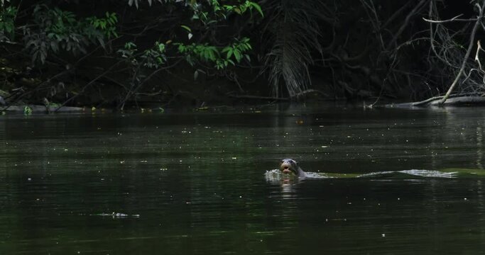Giant otter crossing the river in Yasuni National Reserve.