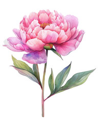 Watercolor illustration of a pink peony flower, transparent background (PNG)
