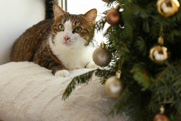 Cute cat and Christmas tree at home. Funny pet