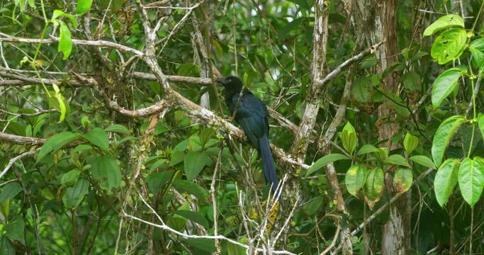 Greater Ani itches its feathers between the green high trees.