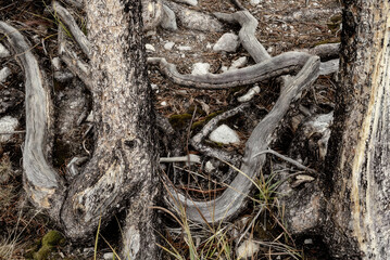 Tree roots tangled on a forest floor