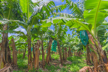 Plantation de bananiers à la Martinique, Antilles Françaises.	