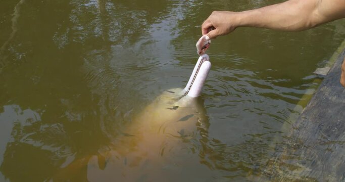 Pink dolphin getting fed in a river while surrounded by tiny fish.