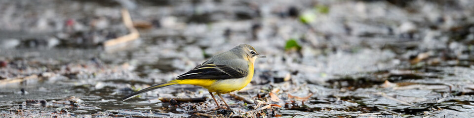 Seitenansicht kleiner gelber Sing Vogel: Gebirgsstelze (Motacilla cinerea) am Flussufer in...