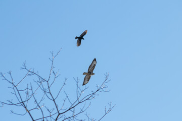 Black crow fighting against falcon or eagle in blue sky to expel the bird of prey and defend...