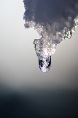Melting icicle with dripping water drop with crystal clear water drop from melting ice show global warming effect and climate change for melting glaciers indicates end of winter on bright sunshine day
