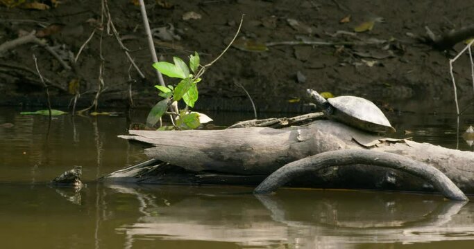 Arrau turtle basking in the sun on a log in the Yasuni National Park.
