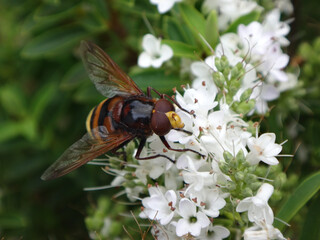 The hornet mimic hover fly (Volucella zonaria), male, feeding on white flowers of varnished hebe shrub