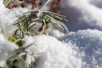 The winter ends and the springtime shows fresh green and snow covered flowers after snowfall with...