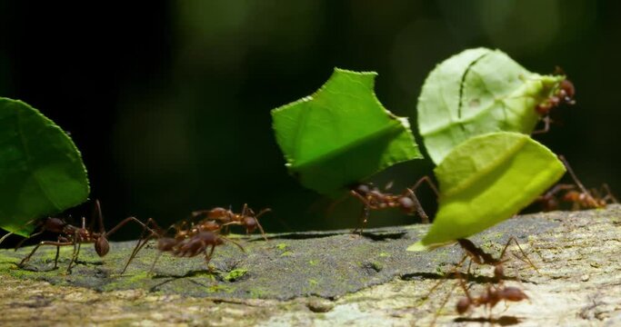 Close up shot of brown worker ants carrying green leaves.