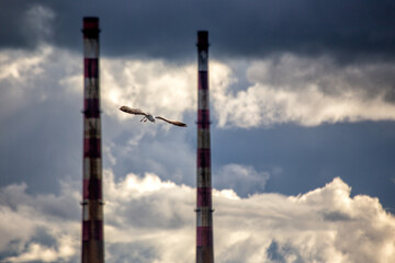 Captured between the iconic Poolbeg Towers in Ringsend, Dublin, a vigilant seagull surveys the urban landscape. Explore the juxtaposition of nature and industry in the heart of Ireland's capital. 