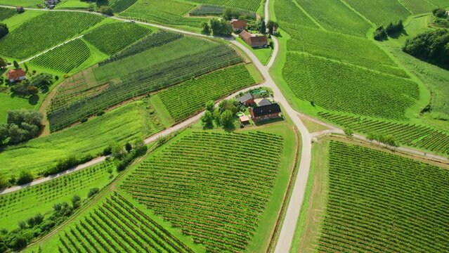 Aerial view of the beautiful vines in the Brda region of Slovenian vineyards.