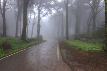  Empty asphalt road in foggy forest
