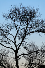 Silhouette di un albero spoglio