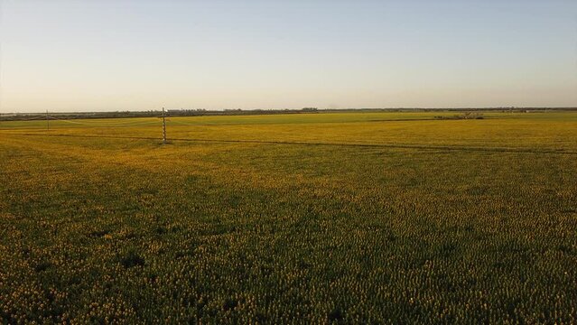 drone video over sunflower field at sunset in cordoba argentina golden hour 7