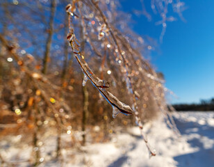 gałezie drzewa w lodzie