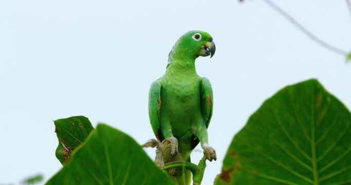 Mealy Parrot perching on the top of a twig while moving its tongue.