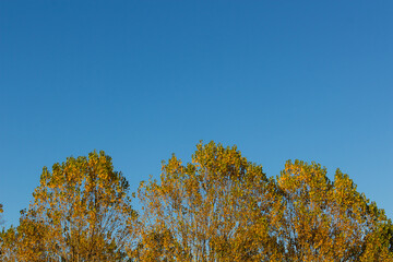 Fototapeta premium Alberi cielo