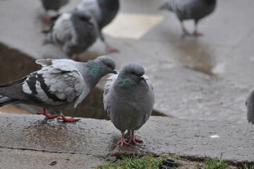 pigeons in the park