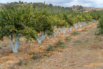 Orange tree with the trunk painted blue, treatment against fungi and pests. © MiguelAngel